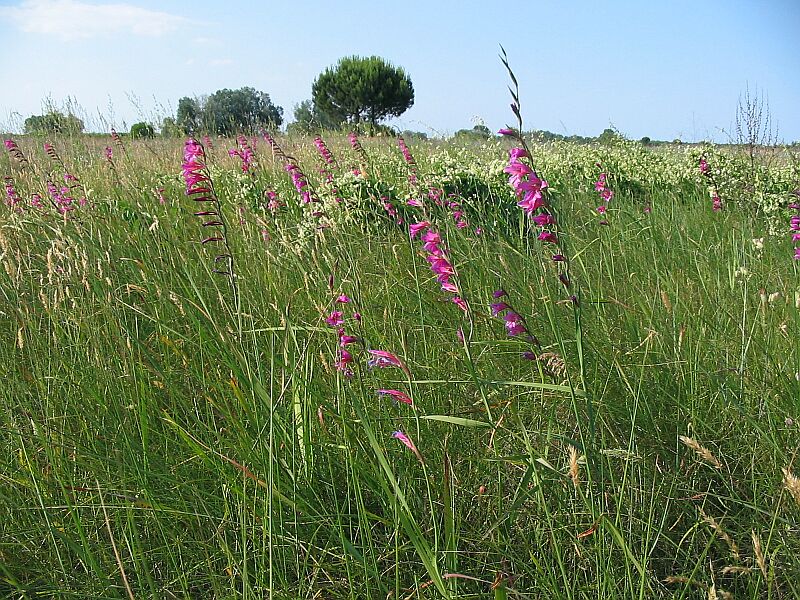 Orchis palustris